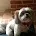 Laputka Law Office, LLC